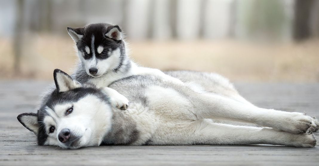 Un husky et son chiot 