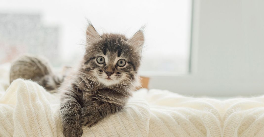 Jeune chat tigré