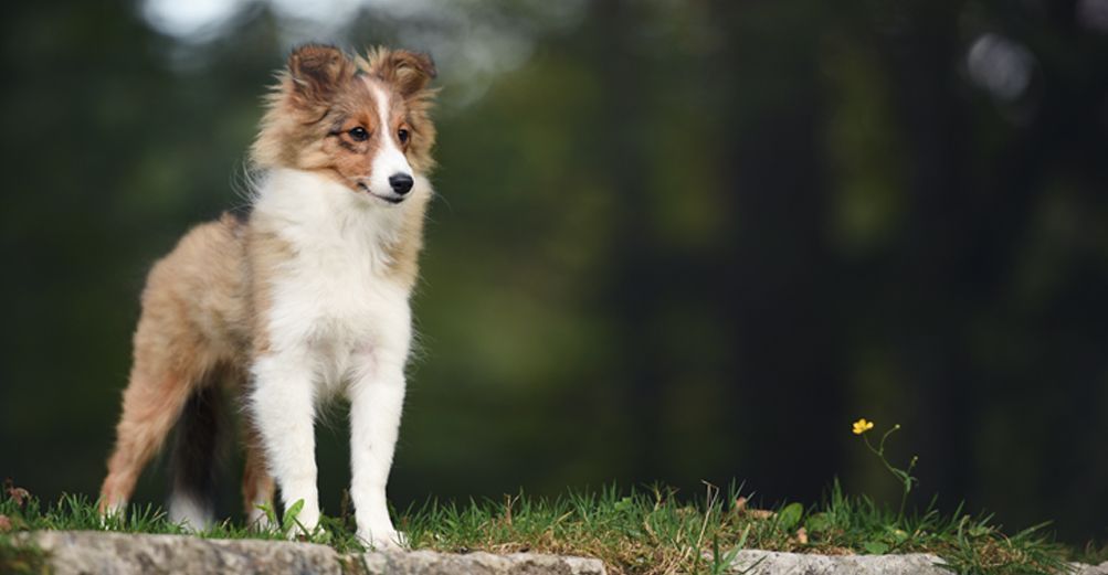 Berger des Shetland en plein air