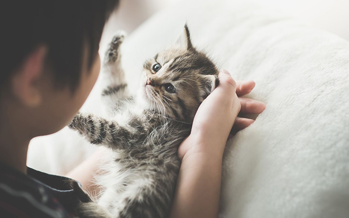Enfant caressant un chaton en intérieur