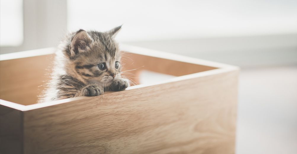 Chaton dans une boîte