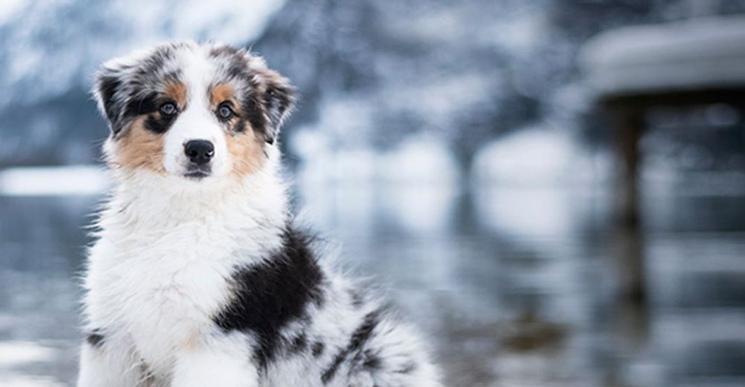 Chien sur de la neige en hiver