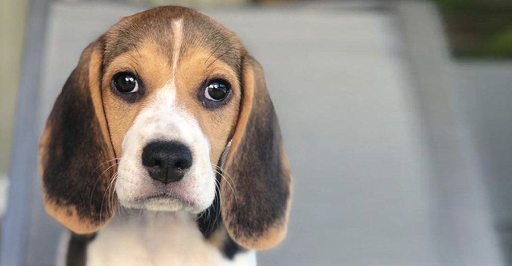Beagle, en intérieur, regardant l'objectif