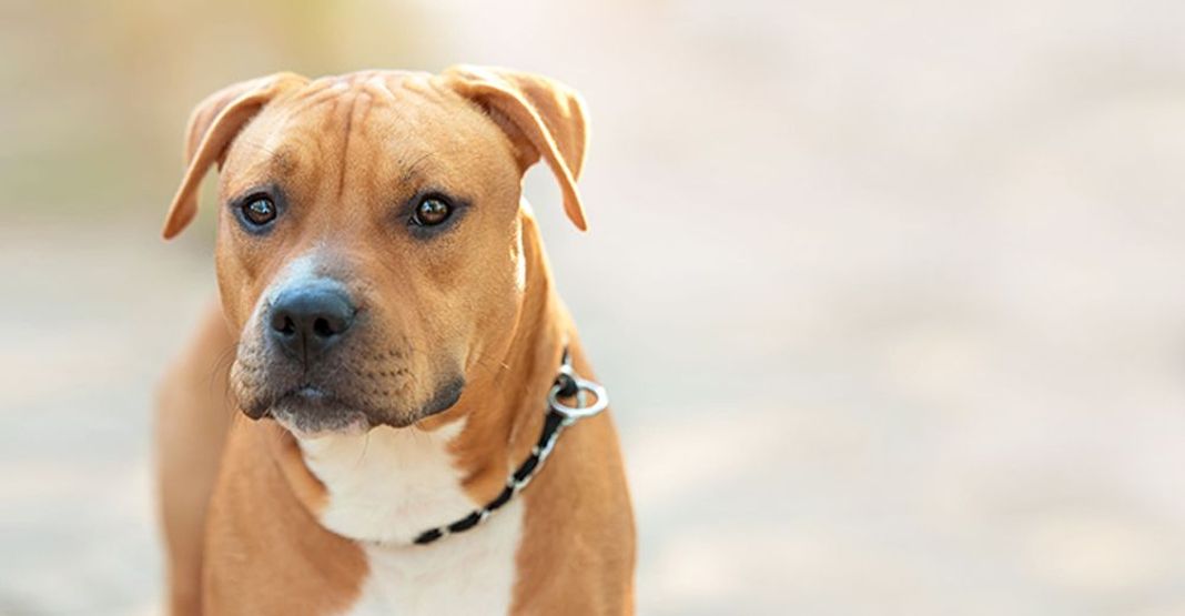 Chien regardant en face de lui