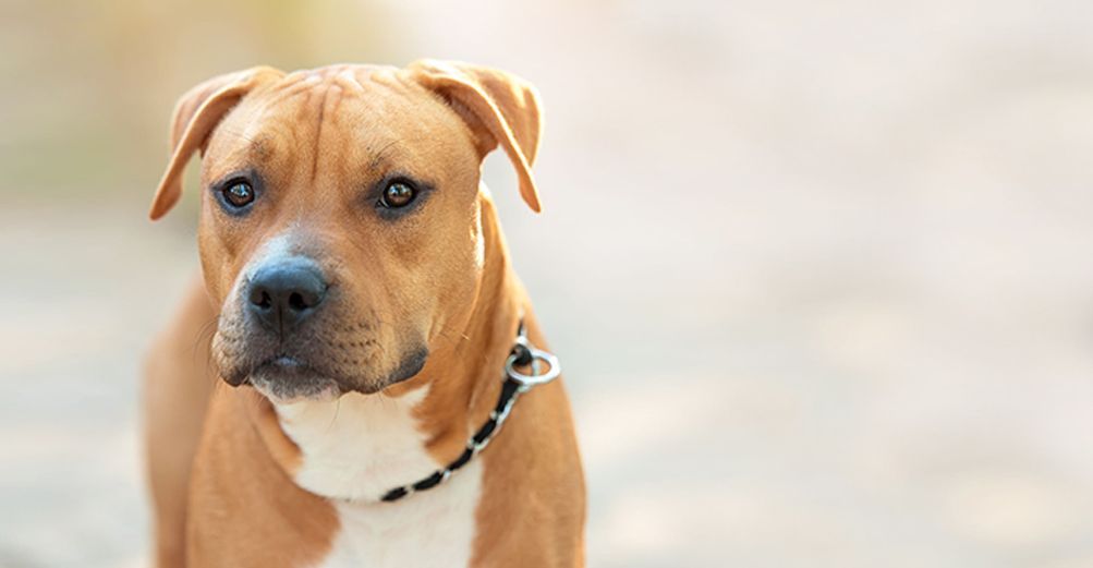 Chien regardant en face de lui