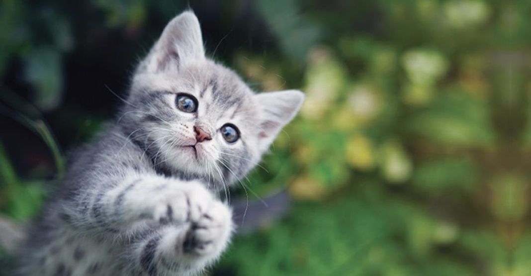 Chaton en plein air