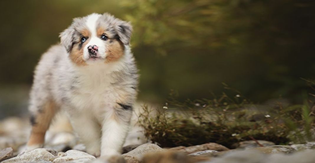Chiot en plein air