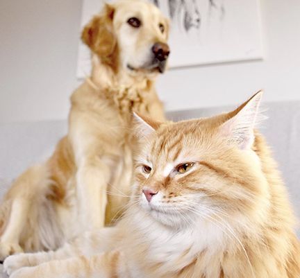 Cohabitation entre un chien et un chat