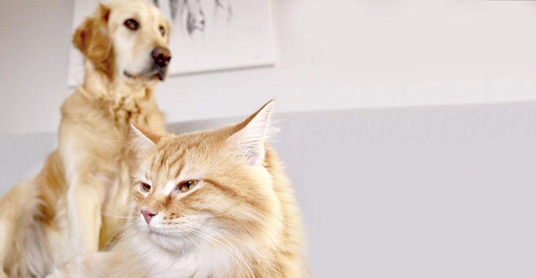 Cohabitation entre un chien et un chat dans un foyer