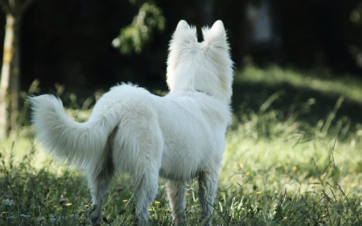 Chien sur de l'herbe