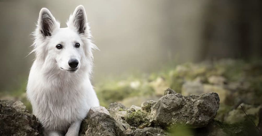 Chien allongé en pleine nature
