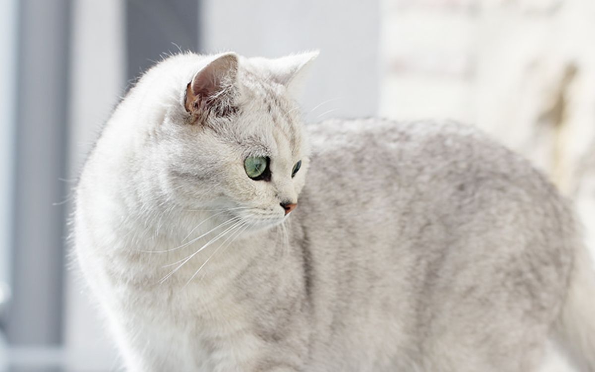 Chat blanc aux yeux verts