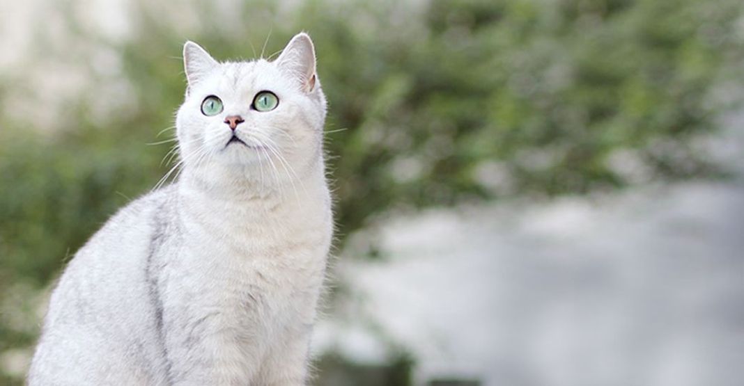 Chat blanc assis en extérieur