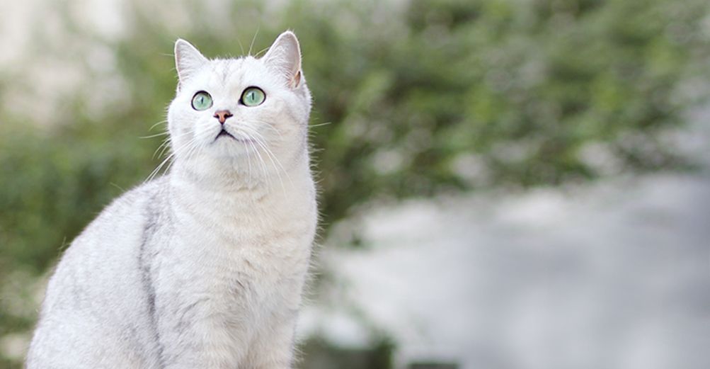Chat blanc assis en extérieur