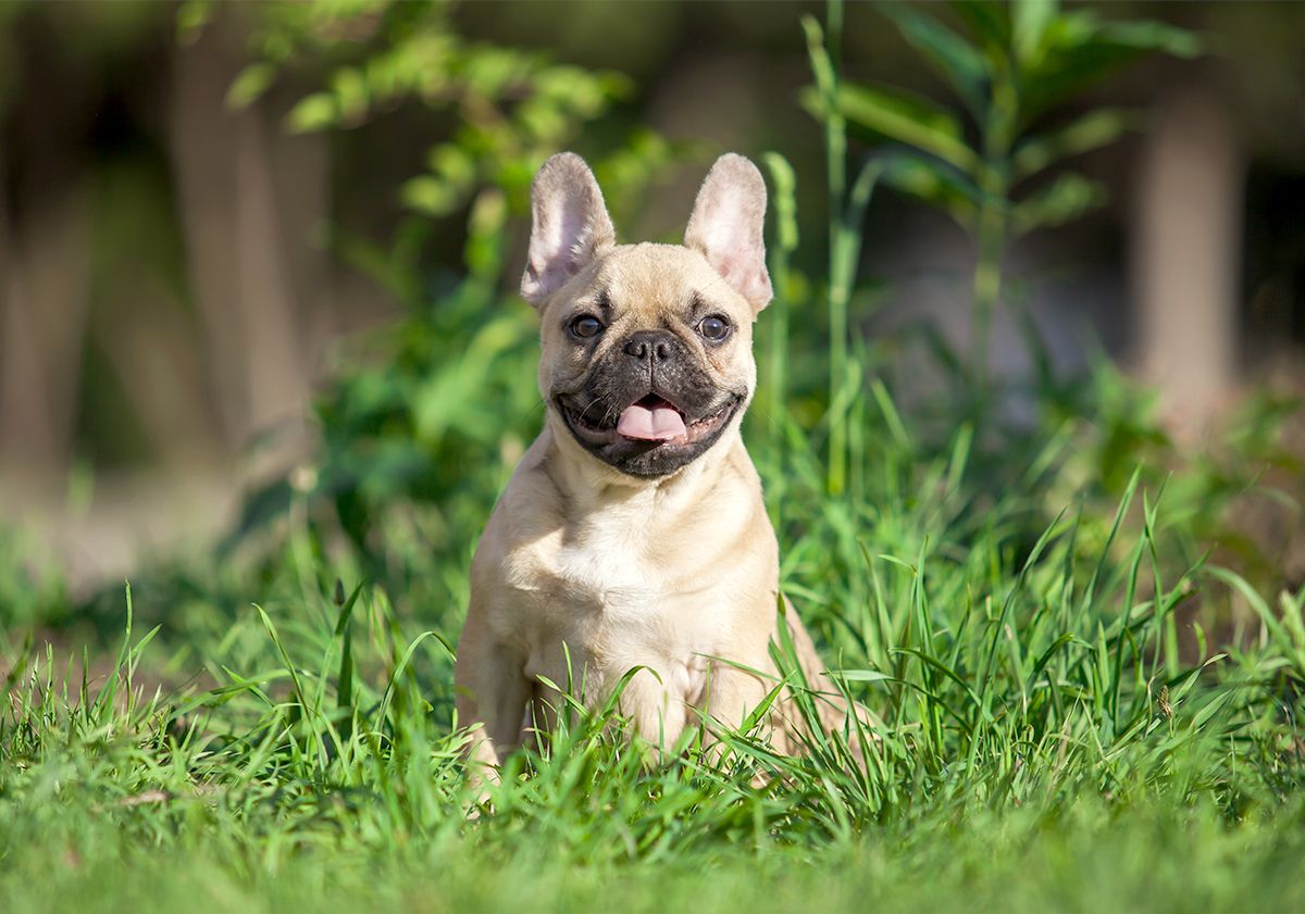 Bouledogue français assis dans l'herbe