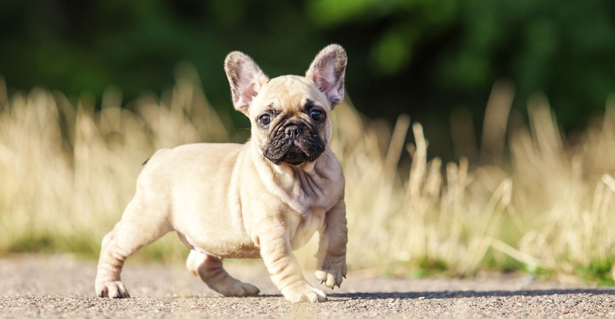 Petit Bouledogue Français en extérieur