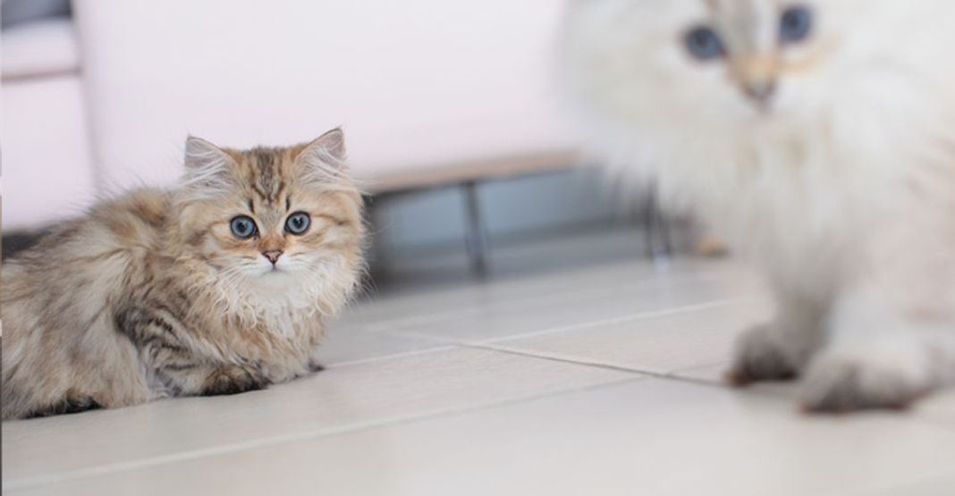 2 chats en intérieur