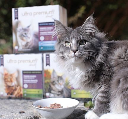 Chat gris à poil long près de sa pâtée Ultra Premium Direct