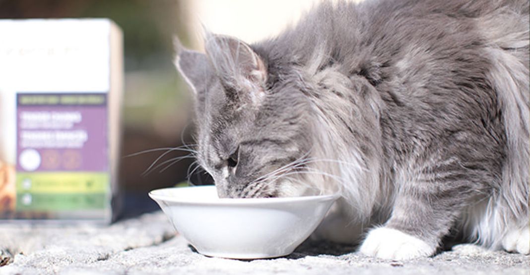 Chat gris mangeant sa pâtée Ultra Premium Direct