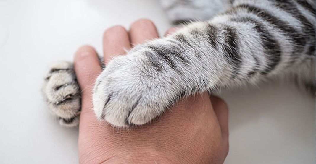 Chaton enlaçant la main de sa propriétaire