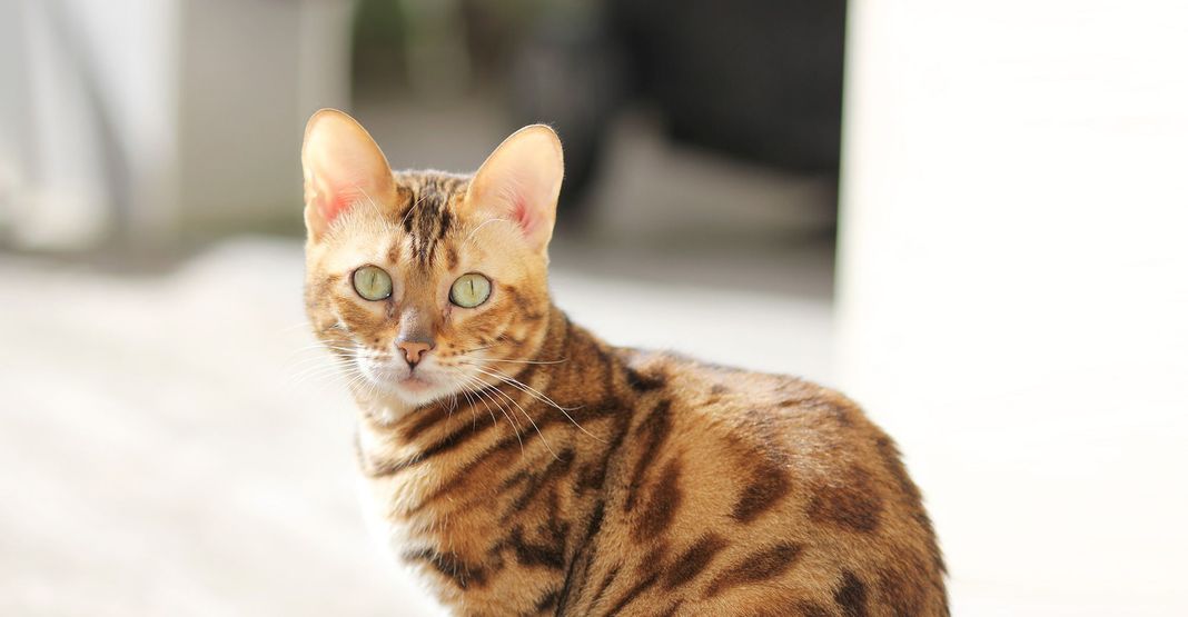 Bengal aux yeux verts
