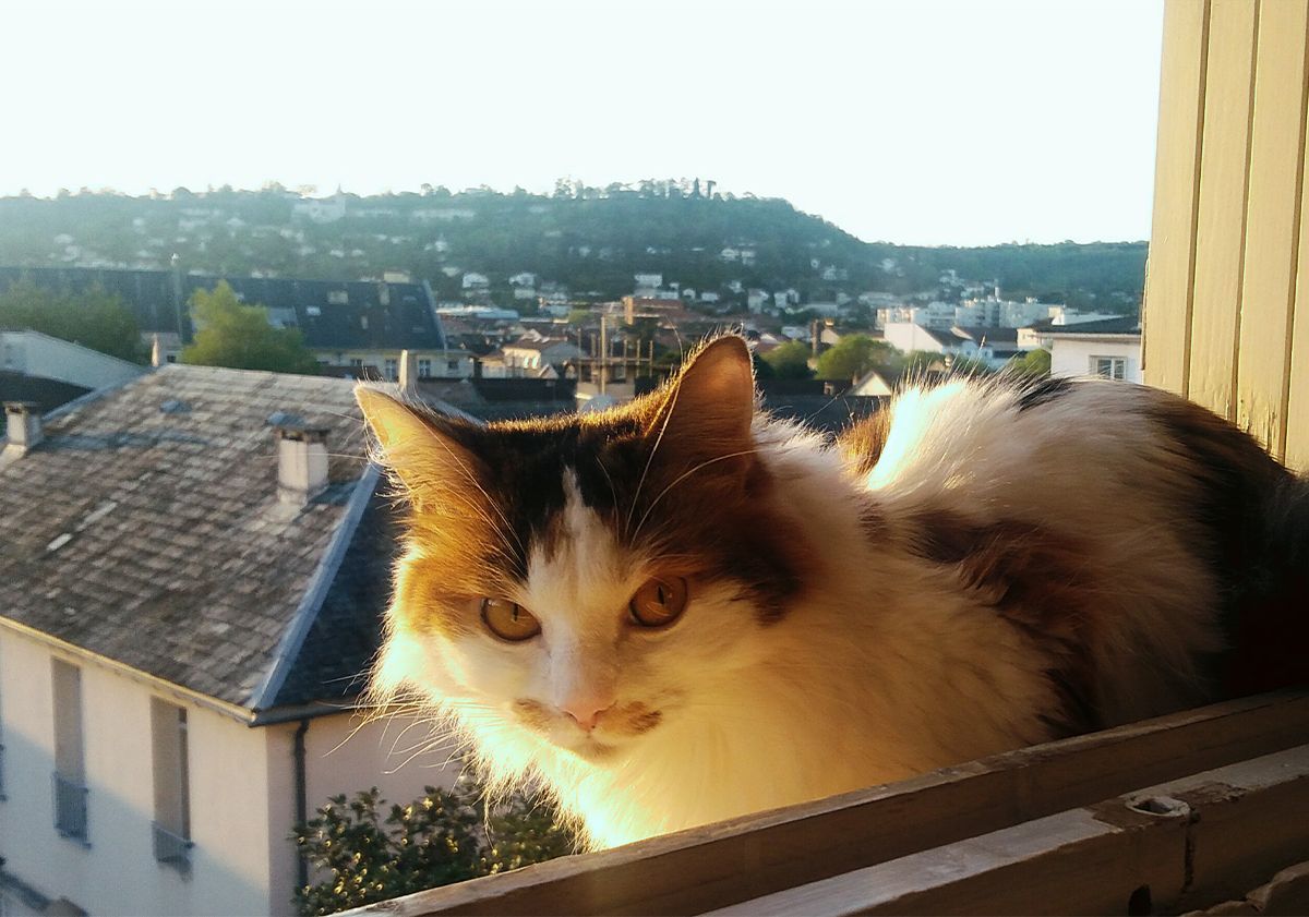 Chat sur un châssis de fenêtre