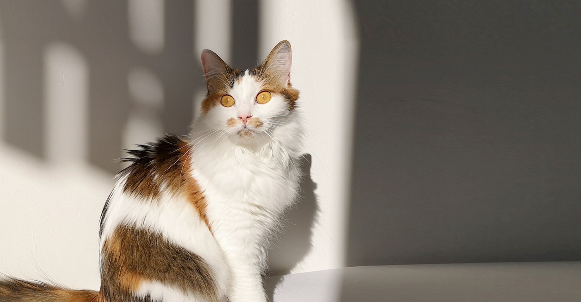 Chat isabelle assis dans un rayon de lumière