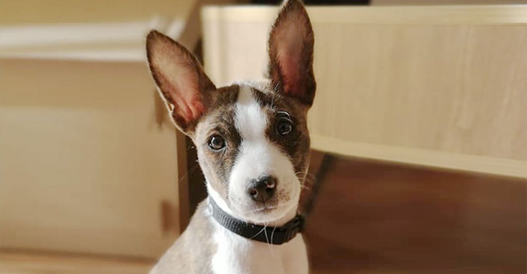 Gros plan sur un chien en intérieur