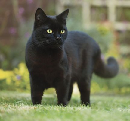 chat noir en extérieur