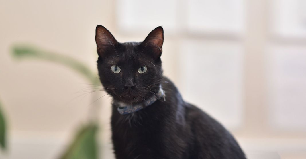 Chat noir en intérieur