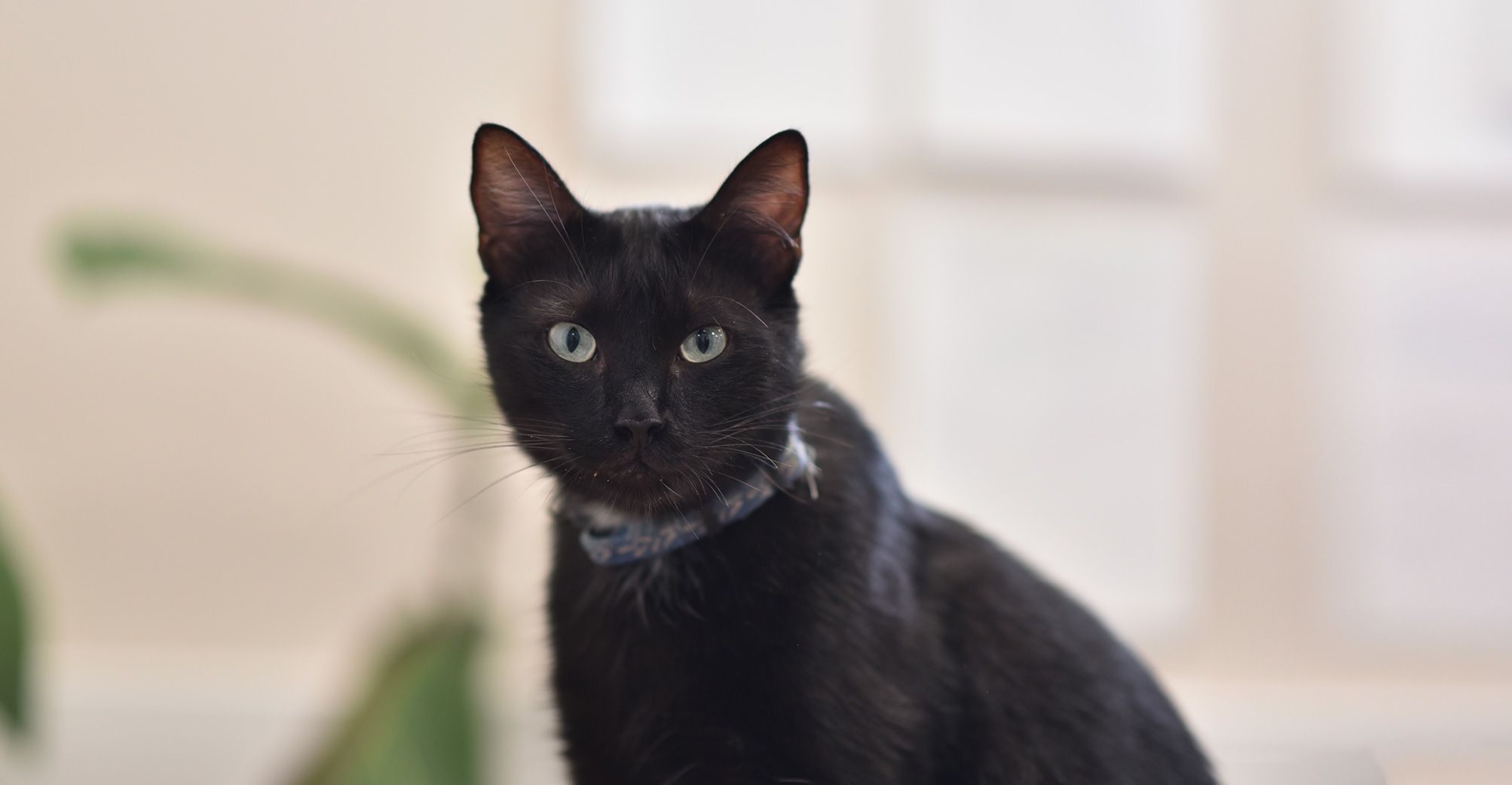 Chat noir en intérieur