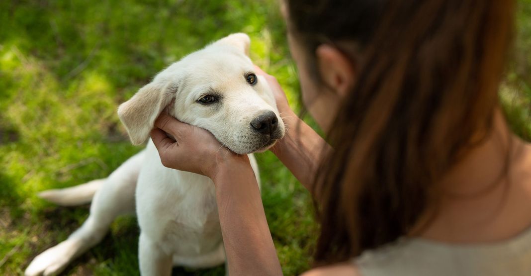 Fille qui tient la tête d'un chiot entre ses mains