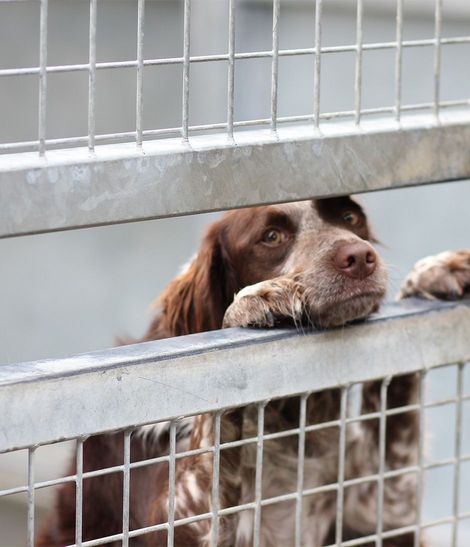 2 chiens dans un refuge