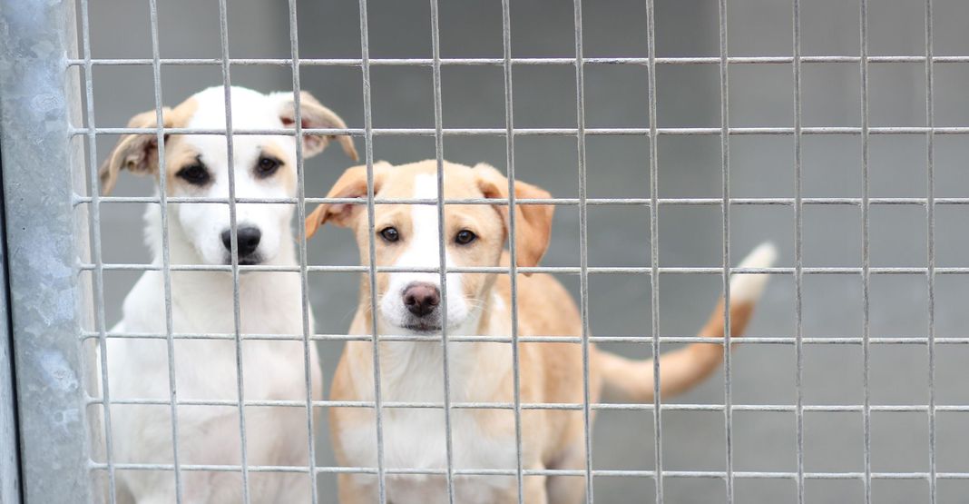 2 chiens dans un refuge