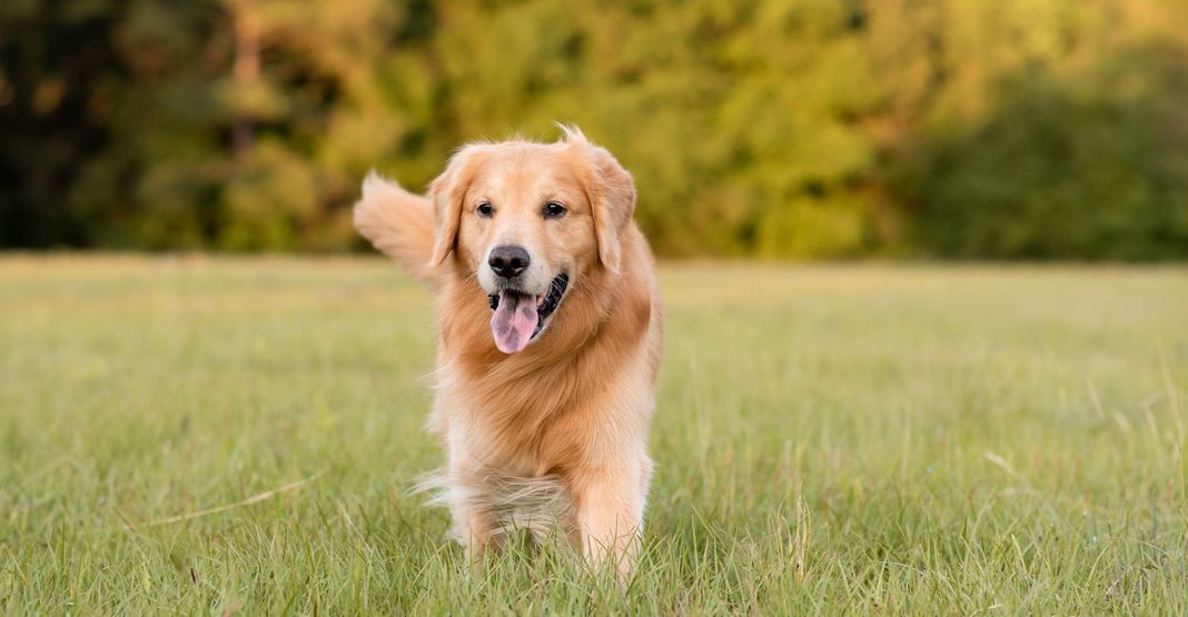 Chien en pleine nature