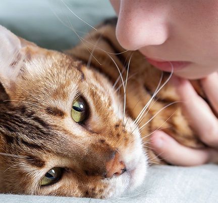 Chat couché à côté de sa maîtresse