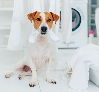 Comment laver les affaires de votre chien