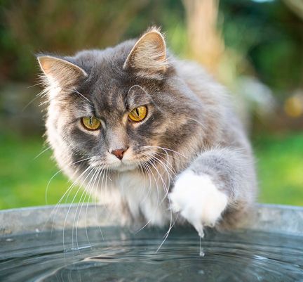 Chat gris tapotant une source d'eau