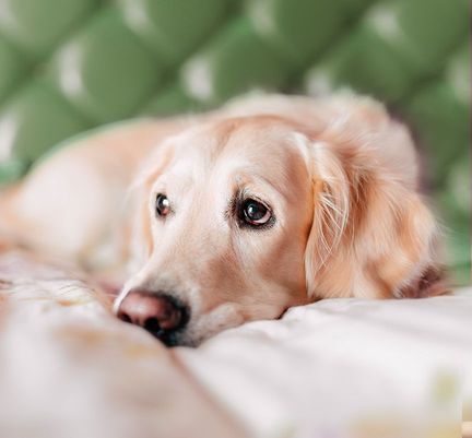 Chien couché sur un lit