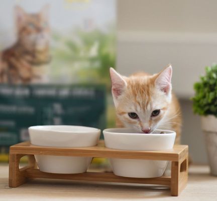 Chaton mangeant des croquettes dans une gamelle