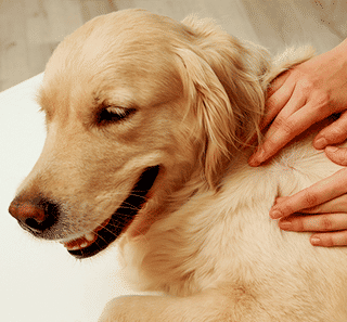Maître regardant la peau de son chien