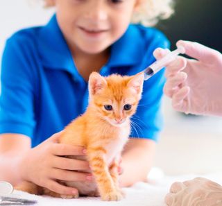 Vaccin chez le chaton
