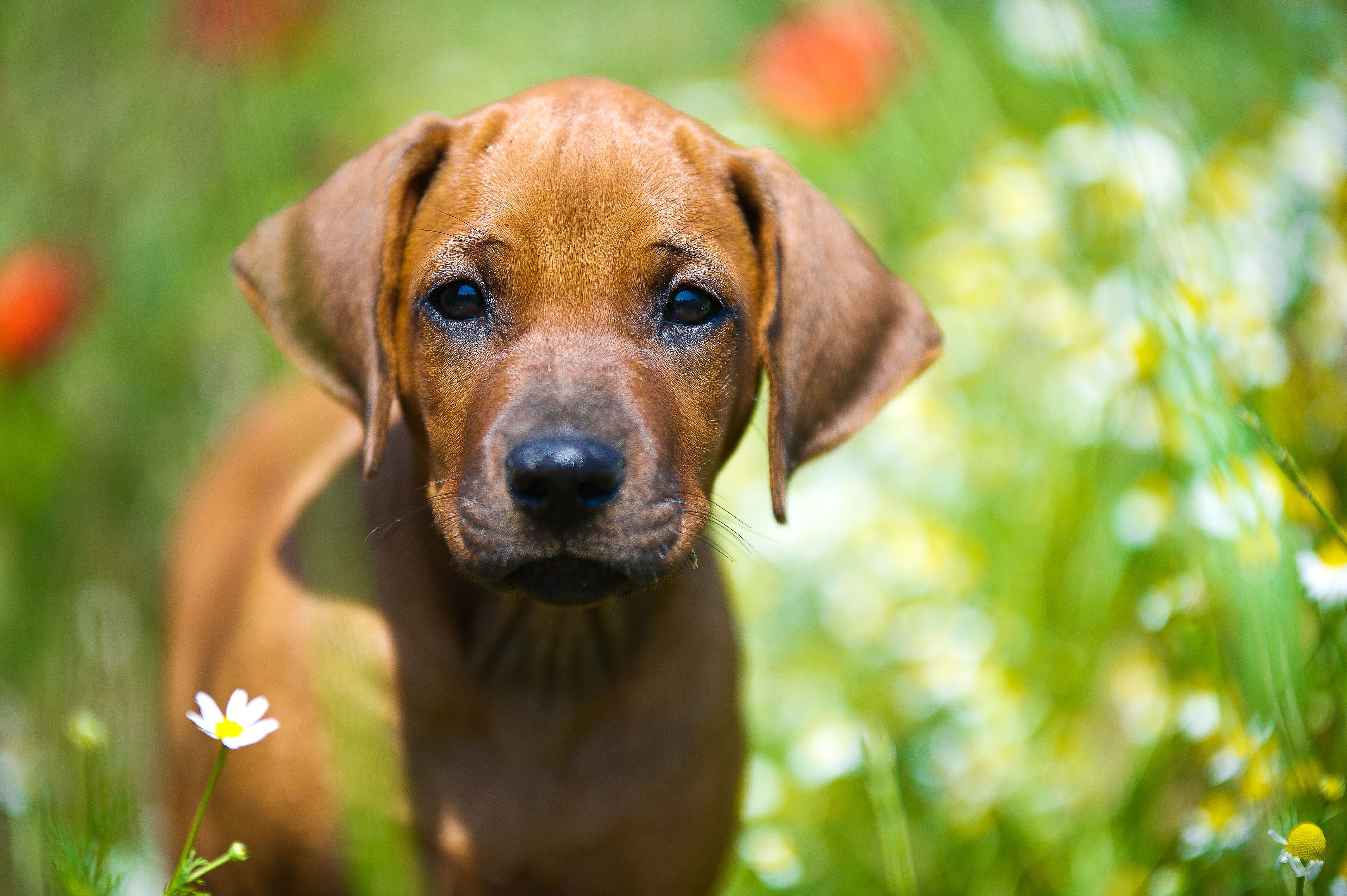 chiot dans les hautes herbes