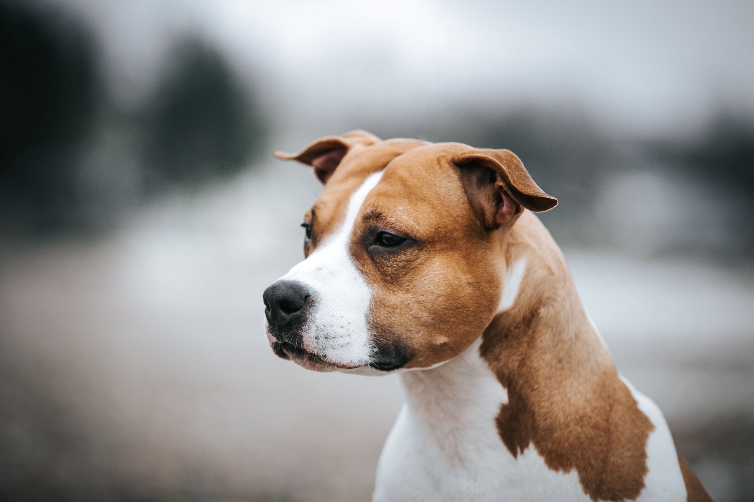 american staff feu et blanc
