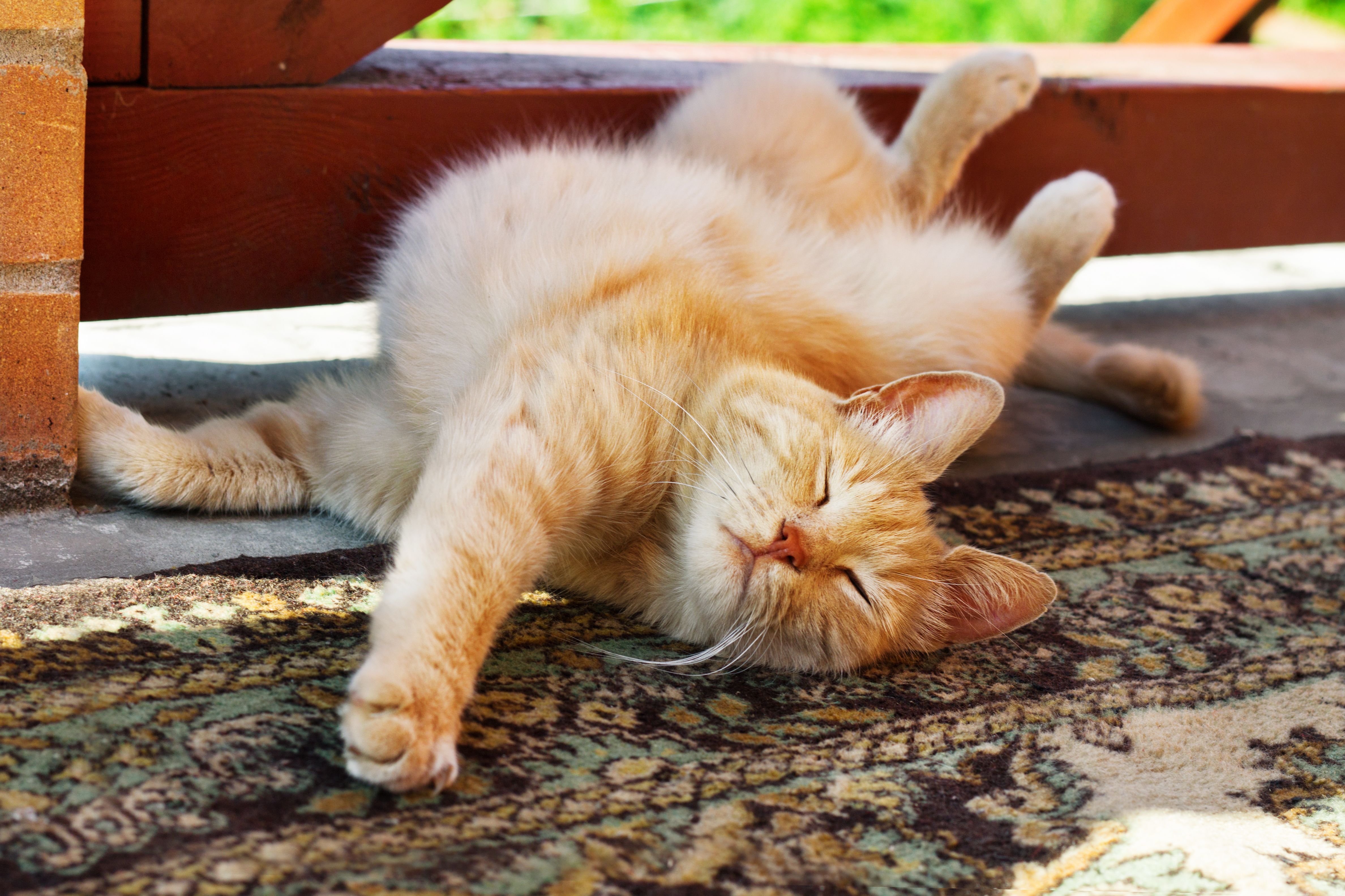 chat roux dormant dehors l'été
