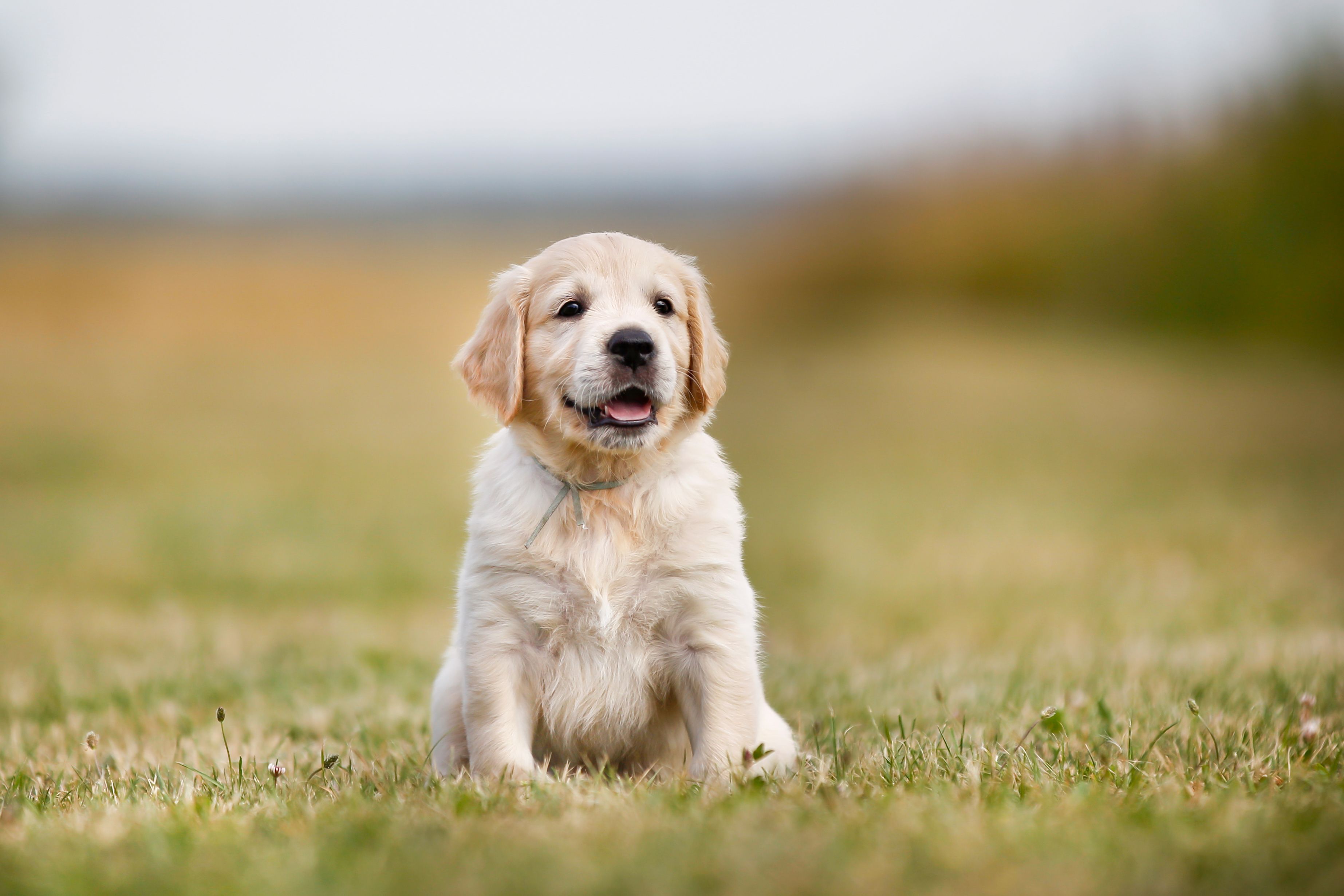 golden retriever chiot dans l'herbe
