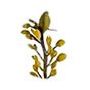 Ascophyllum-Nodossum.jpg