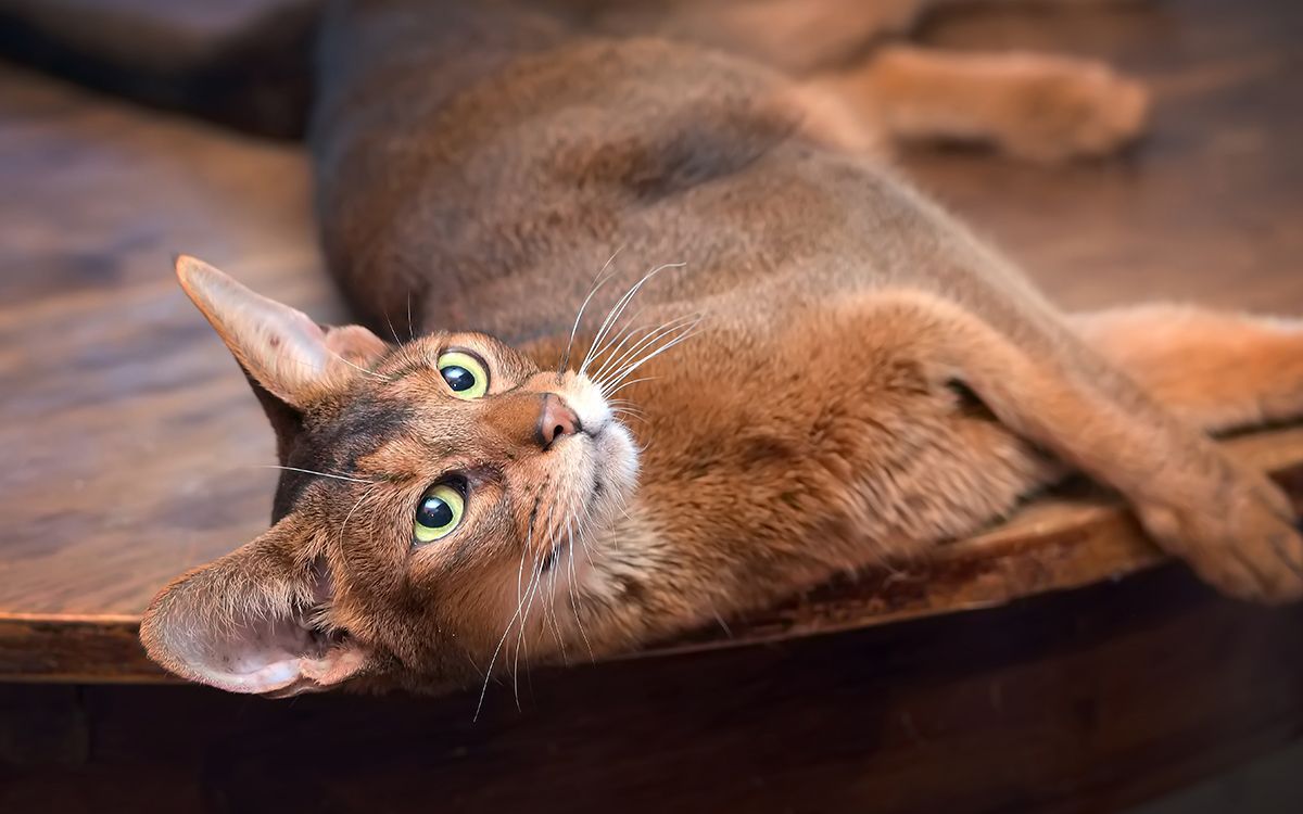 Abyssin couché sur une table
