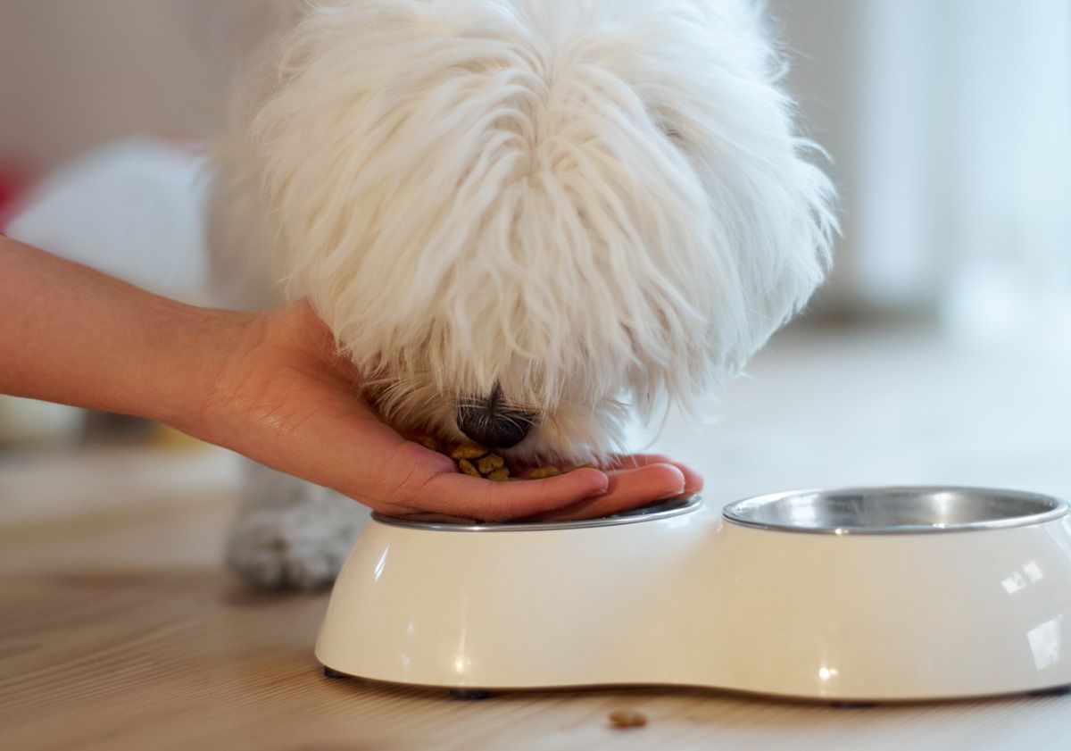 bichon maltais en train de manger