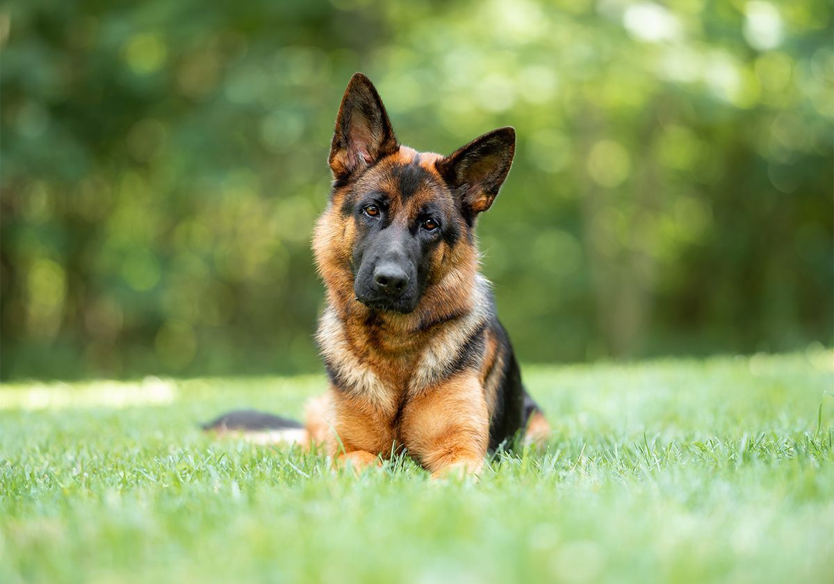 Berger Allemand couché dans l'herbe